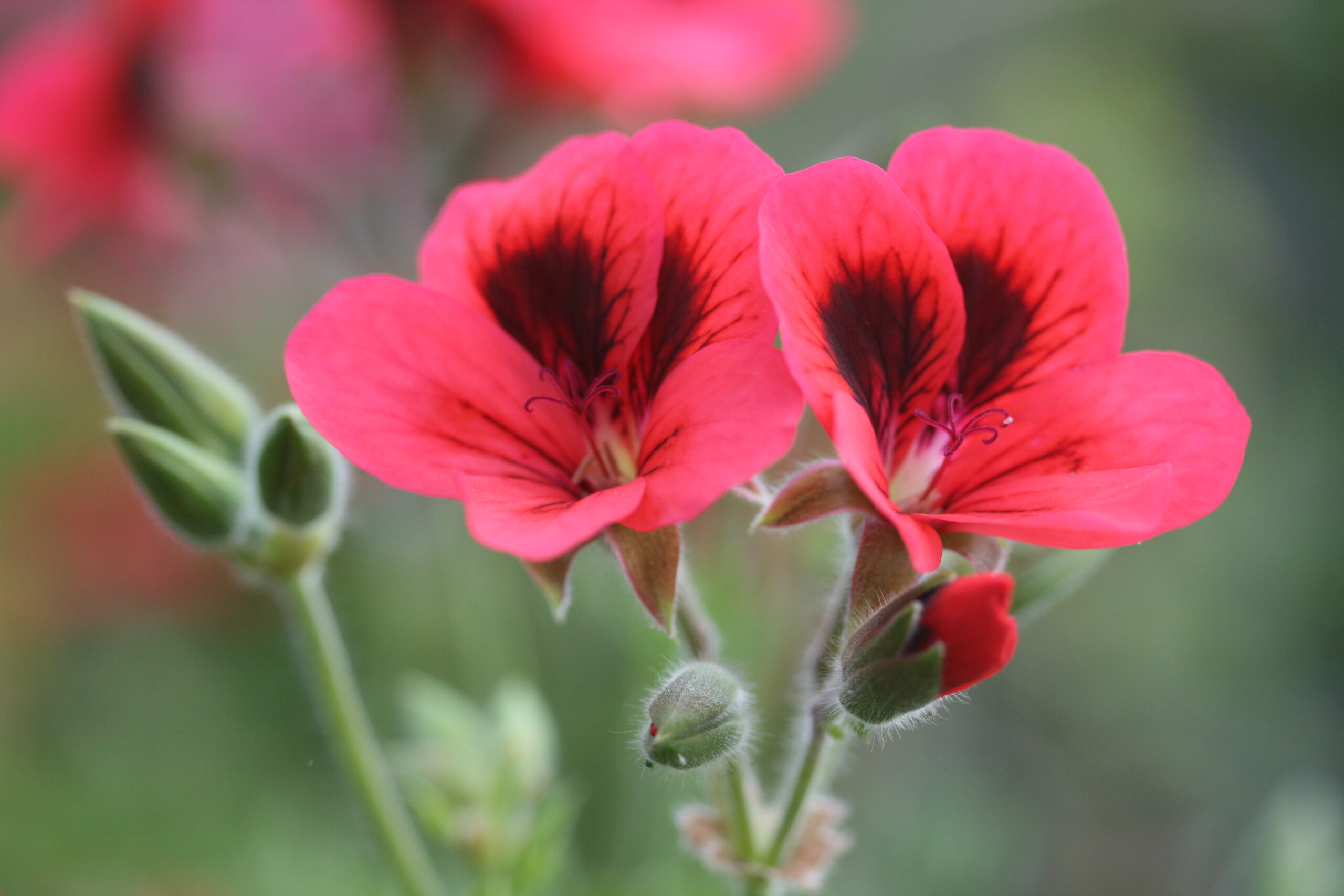 Product: Geranium (Pelargonium)